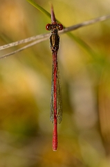 David Plant Photography - Wildlife Photography - Small red damselfly - A